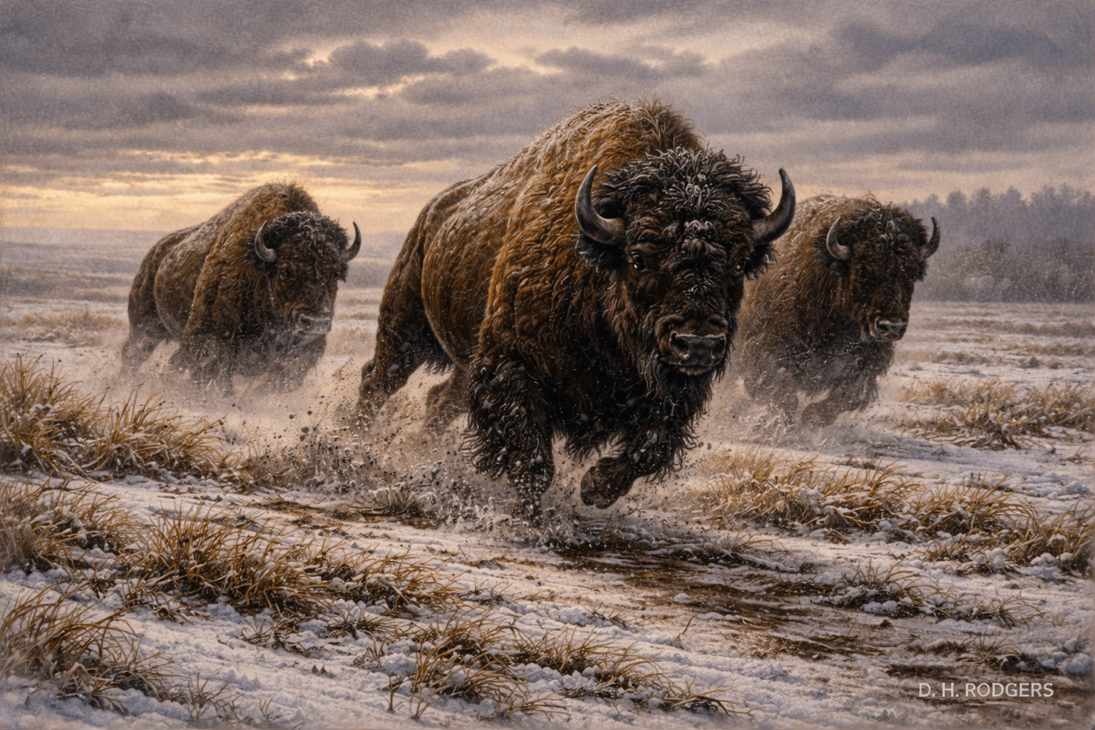 Buffalo On The Move - Print On Canvas