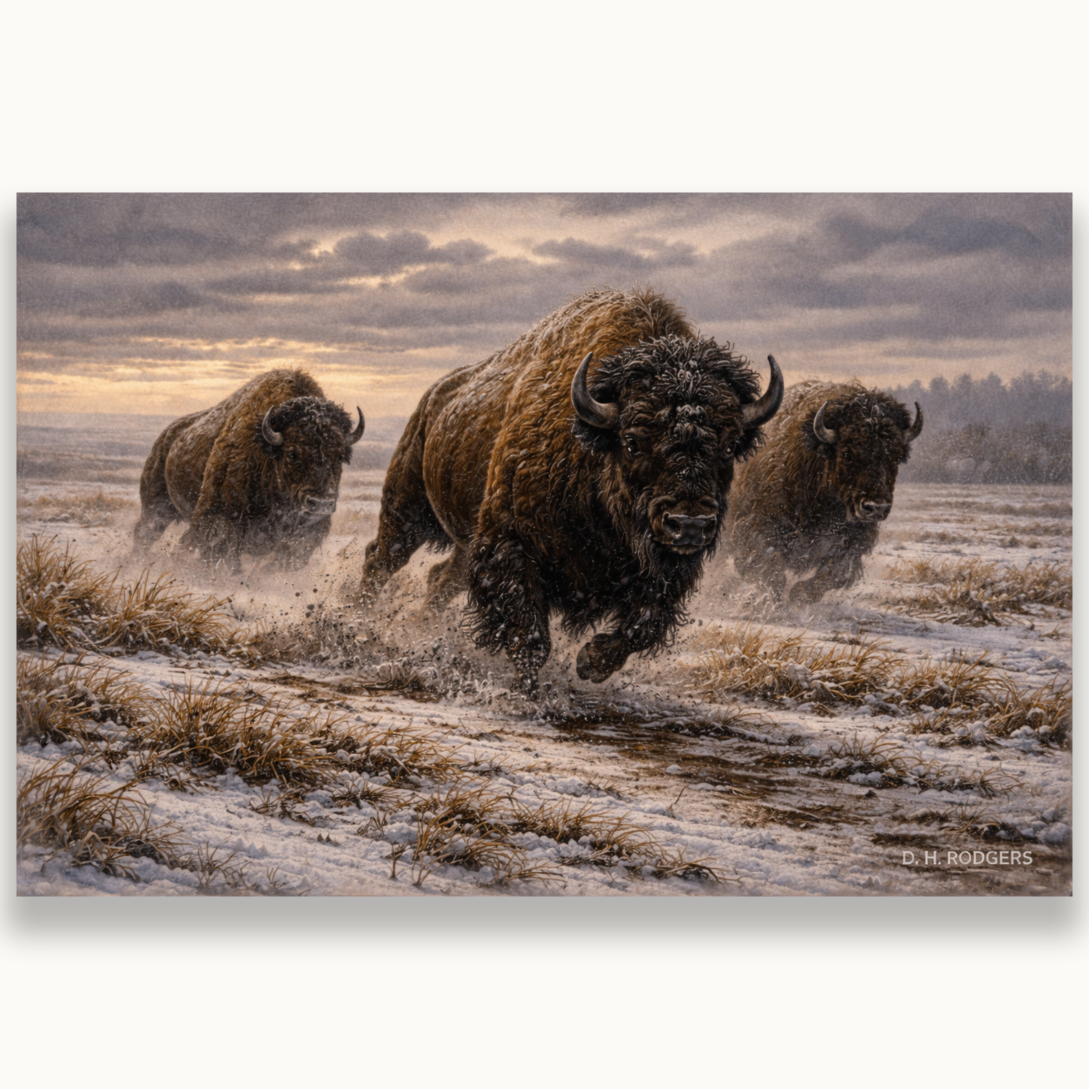 Buffalo On The Move - Print On Canvas