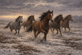 Horses running through a snowy field with a dramatic sky.