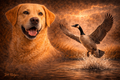 Yellow Lab & Canada Goose - Print on Canvas